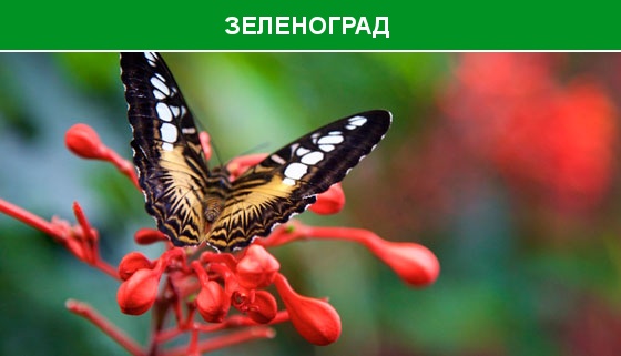 Посещение выставки живых тропических бабочек и экзотических животных в парке «Живая планета»: билеты для взрослых и детей! Скидка 50%