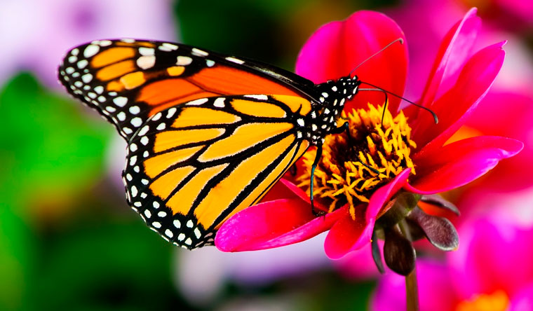 Взрослые и детские билеты на выставку живых тропических бабочек и экзотических животных в парке «Живая планета». Скидка 50%