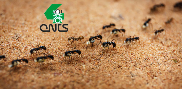 Скидка 30% на покупку муравьиной фермы с начальной колонией муравьев, маткой и зерновым кормом от интернет-магазина 4ants