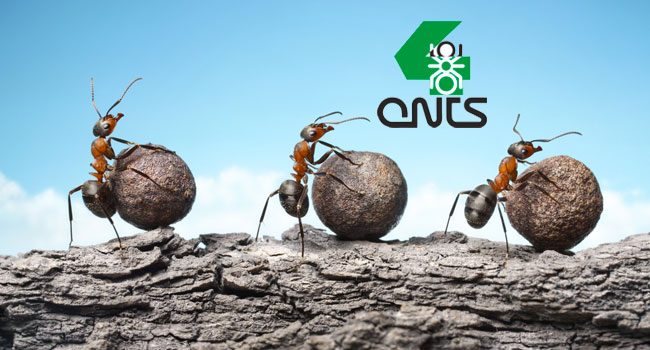 Скидка 30% на покупку муравьиной фермы с начальной колонией муравьев, маткой и зерновым кормом от интернет-магазина 4ants