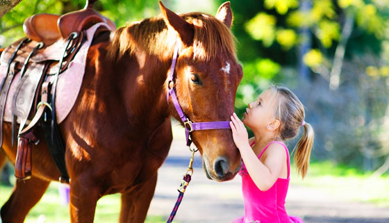 Обучение верховой езде или часовая прогулка на лошади на конюшне в Сертолово. Скидка 50%