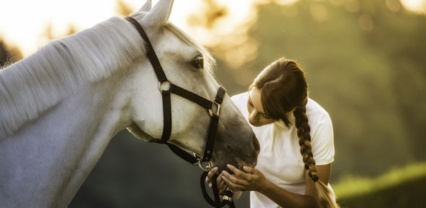 Скидка 50% на обучение верховой езде или часовую прогулку на лошади на конюшне в Сертолово