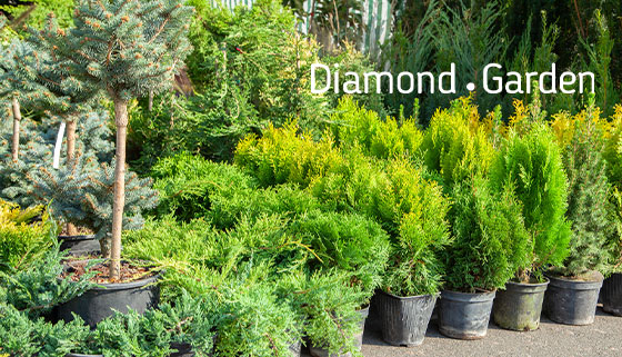 Скидка 50% на хвойные, плодовые, лиственные и декоративные растения от торгового дома Diamond Garden